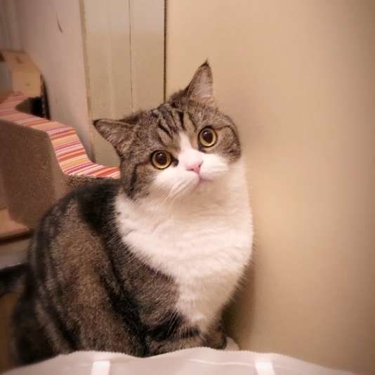 出待ちする猫