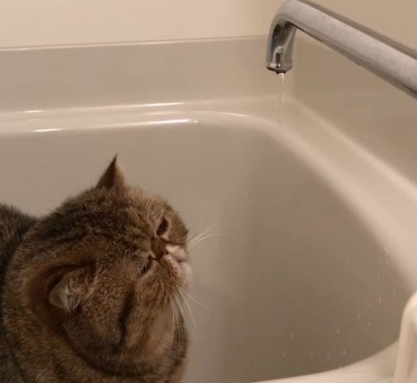お風呂場が大好きな猫