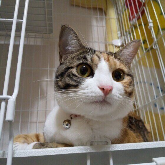三毛