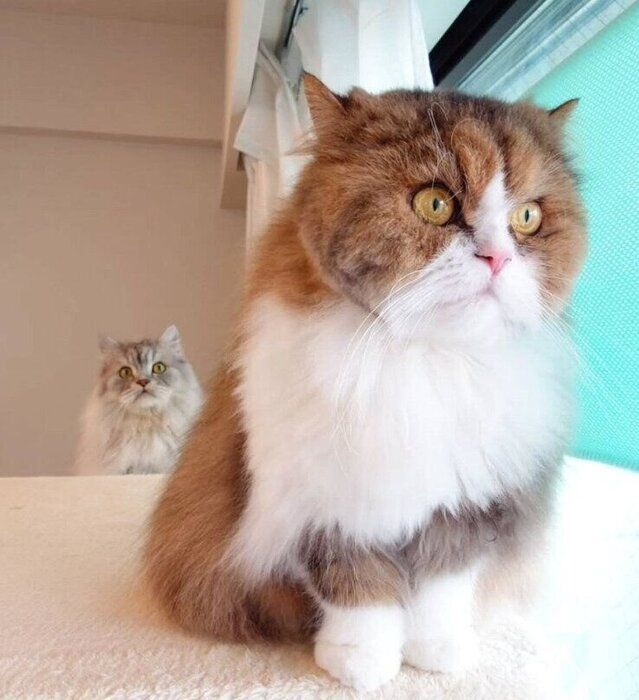 ペルシャとラガマフィン