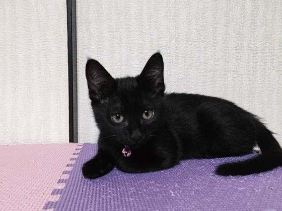見つめる猫