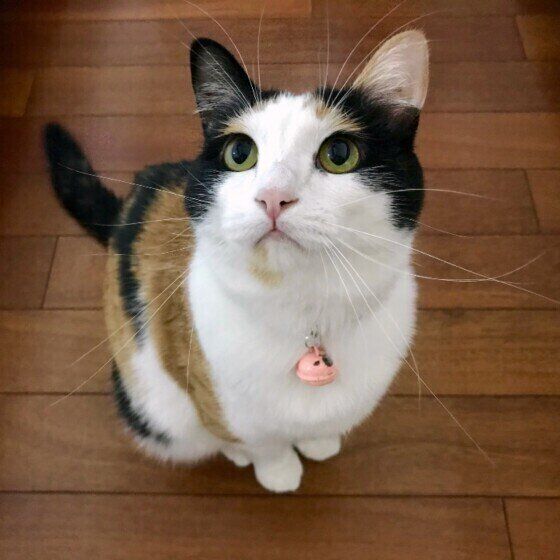 ミケ