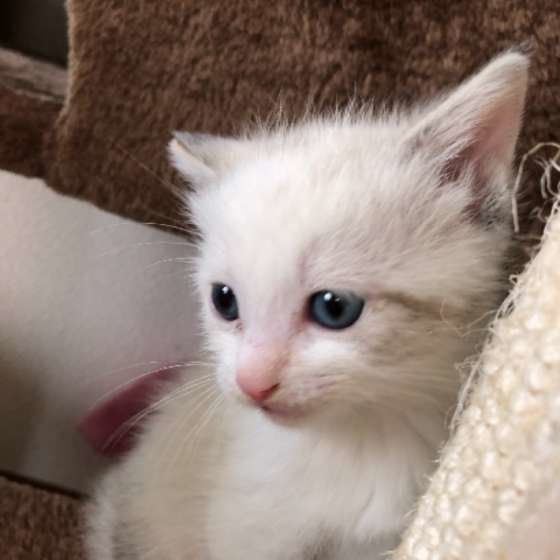 MIXミケの白い子猫レイちゃん
