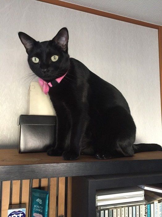 ボンベイのクロミちゃん