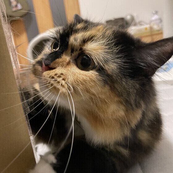 箱をのぞき込む猫