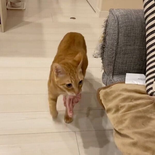 紐をくわえるちのくん