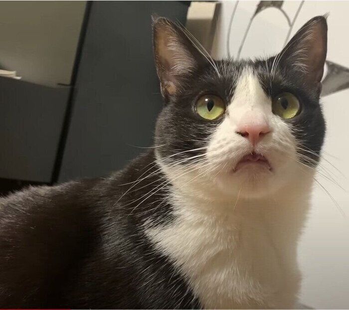 舌が出ている猫