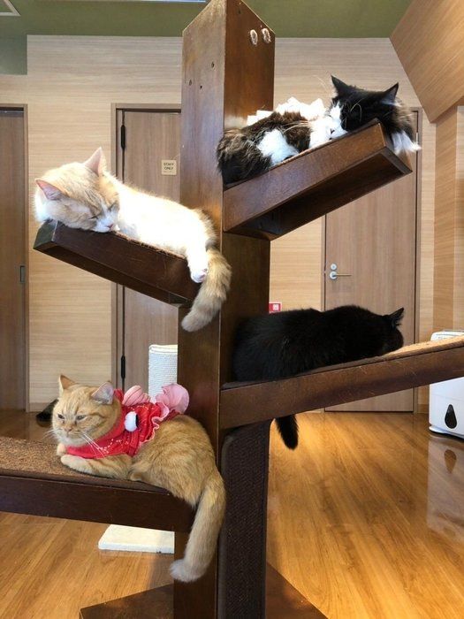 キャットタワーにいる猫
