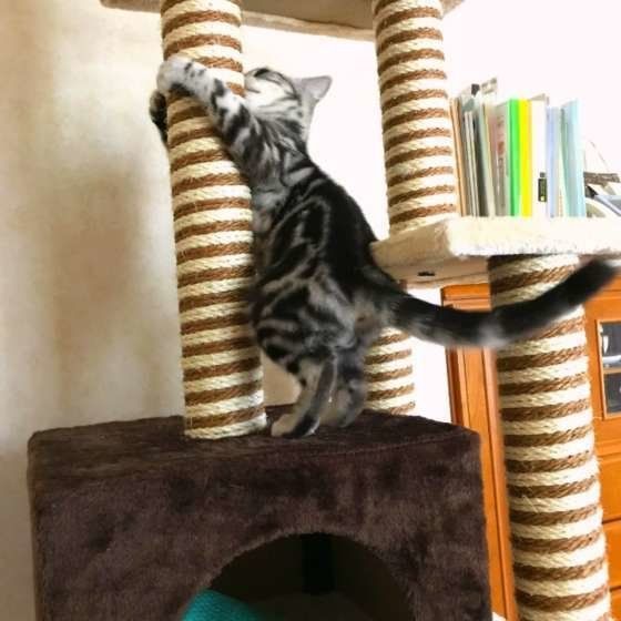 猫タワーで遊ぶ猫(アメリカンショートヘア、オス)