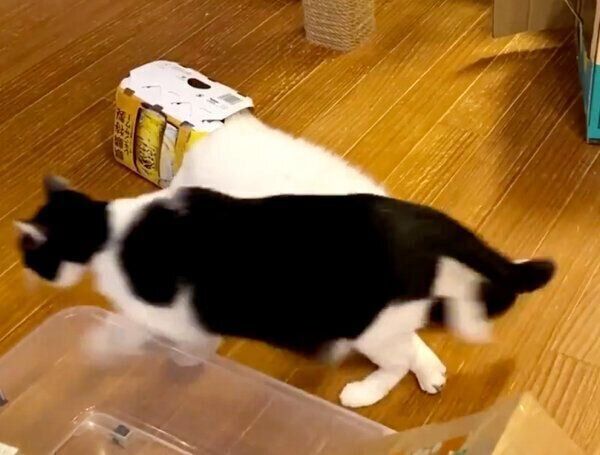 ほかの猫が通っても気にしない丸之助くん