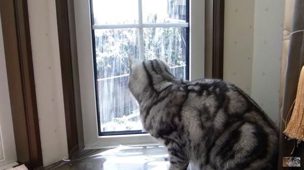 雪を見る猫