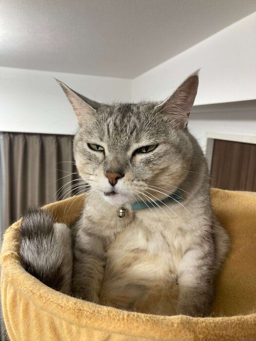 目を細めている猫