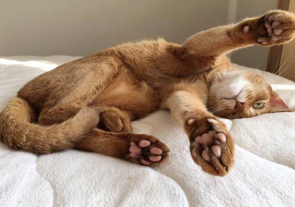 見つめる猫
