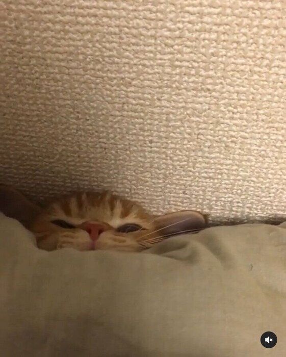 隠れん坊するマンチカン猫のうにくん2