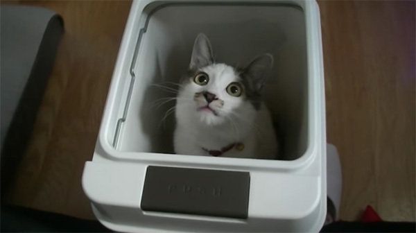 箱が好きな猫