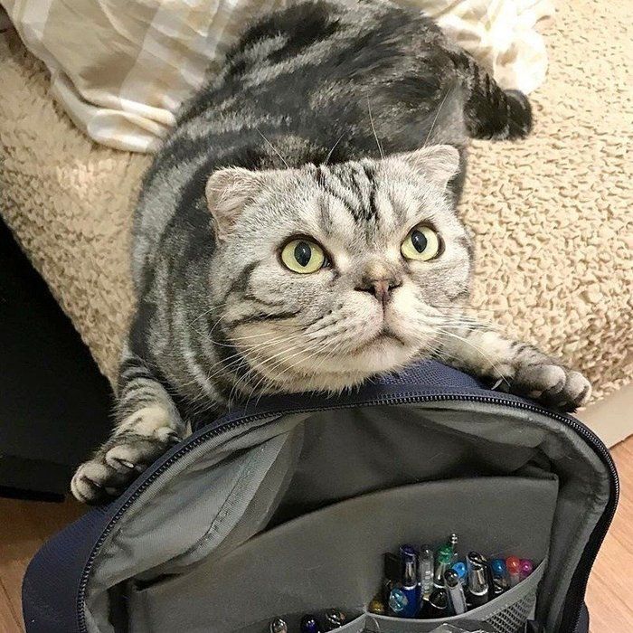 @tacos_cat