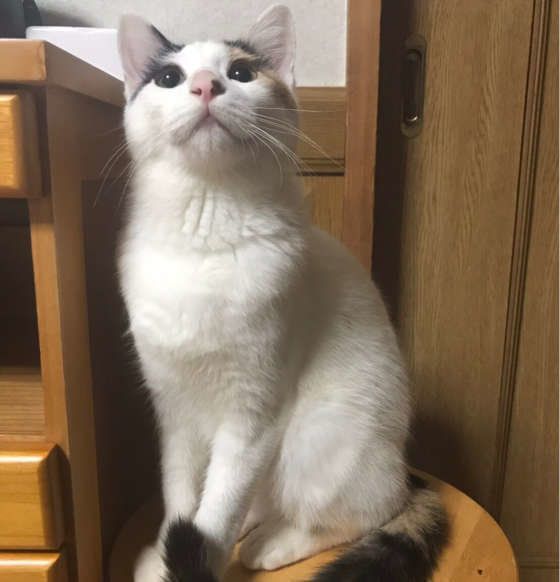 お座りする猫