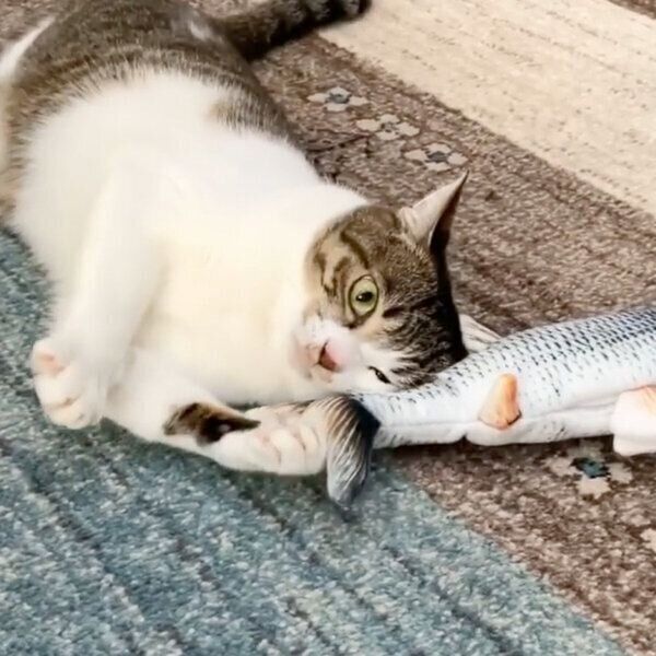 動く魚のおもちゃで遊ぶあずきちゃん