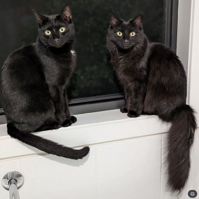 ニャルソックをする2匹