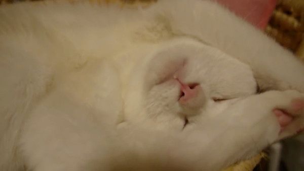 眠る猫