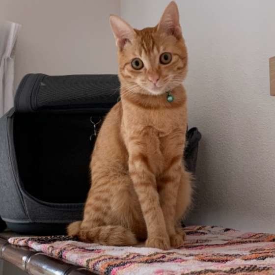 見つめる猫