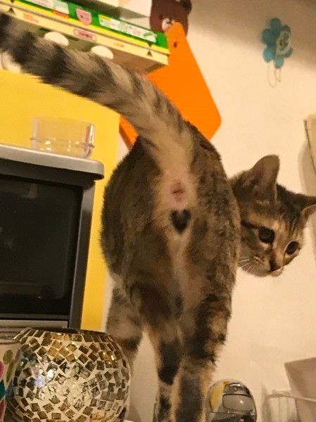 お尻にハートマークのある猫