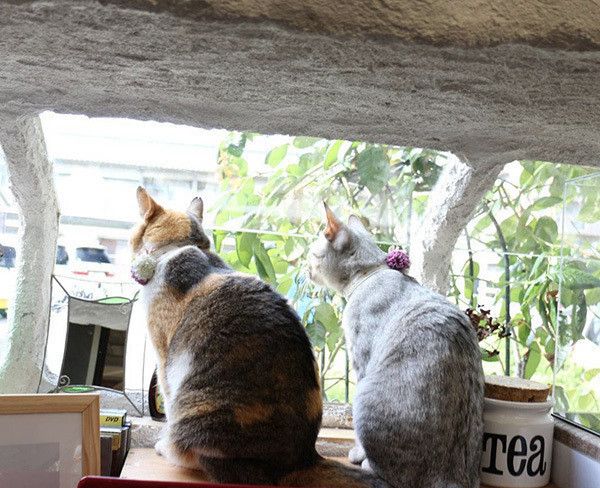 並ぶ猫