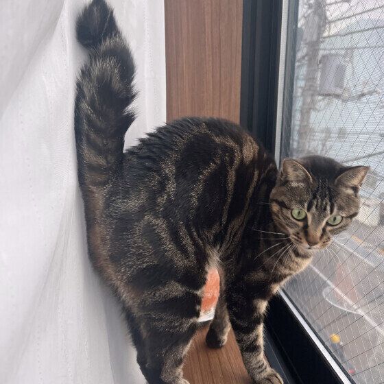 キジトラのニコちゃん