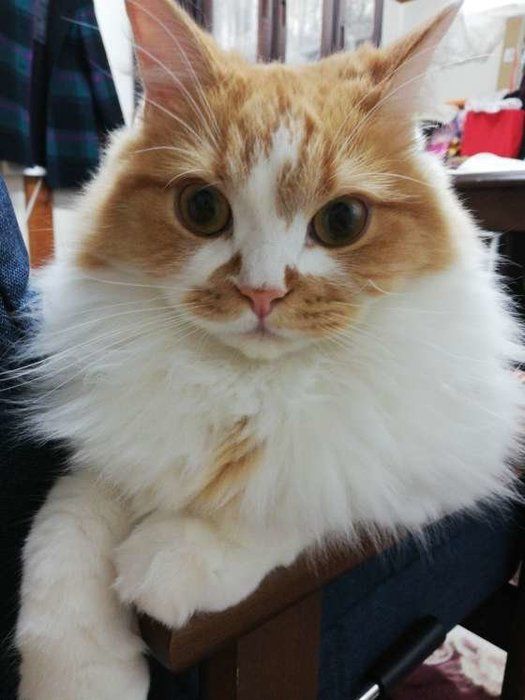 ラガマフィンのひよちゃん