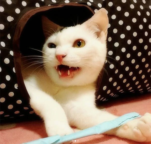 見つめる猫