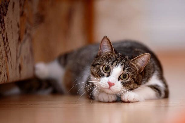 床に寝そべる猫