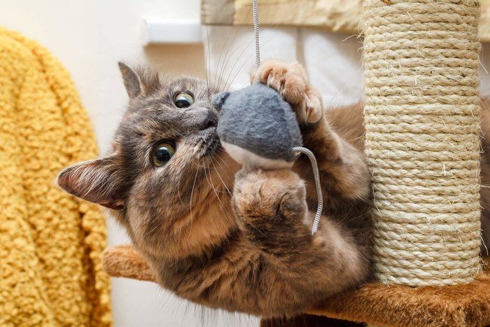 画像/iStock、Getty Images Plus