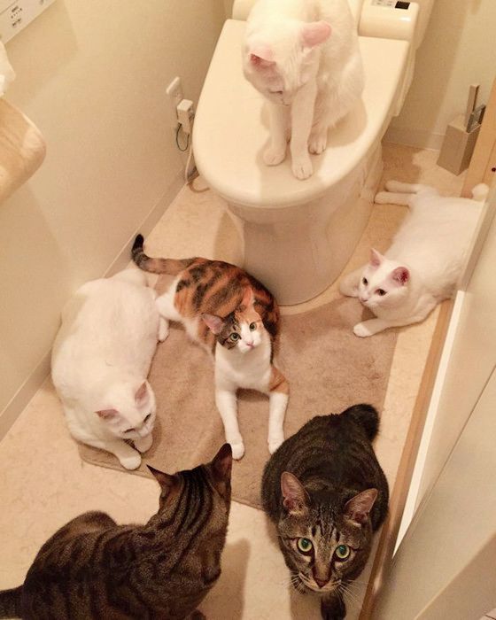 15匹の猫