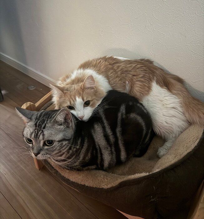 アメリカンショートヘアとノルウェージャンフォレストキャット