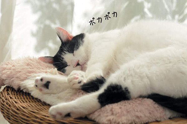 眠る猫