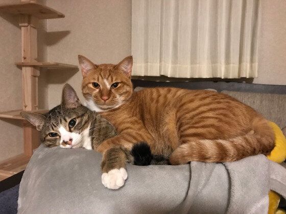 寄り添う猫