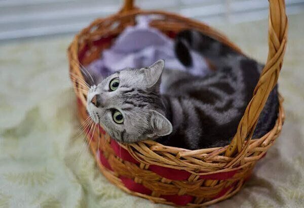 見つめる猫