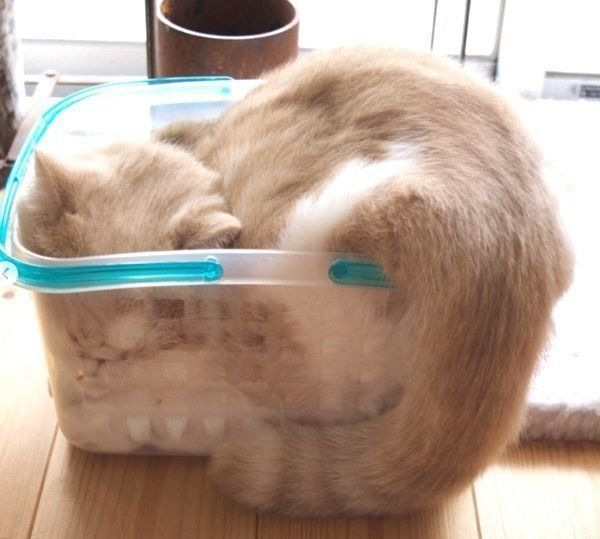 メッシュボックスに入るエキゾチックショートヘア