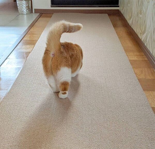 おしりを向けるむぎちゃん