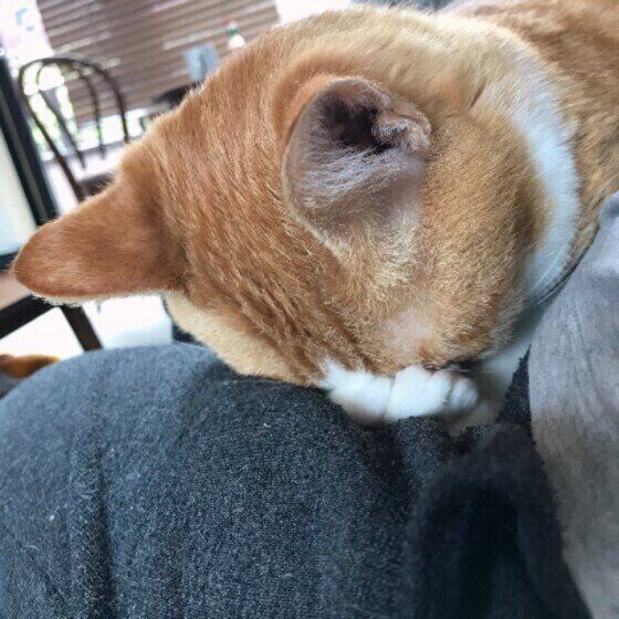 ごめん寝をする猫
