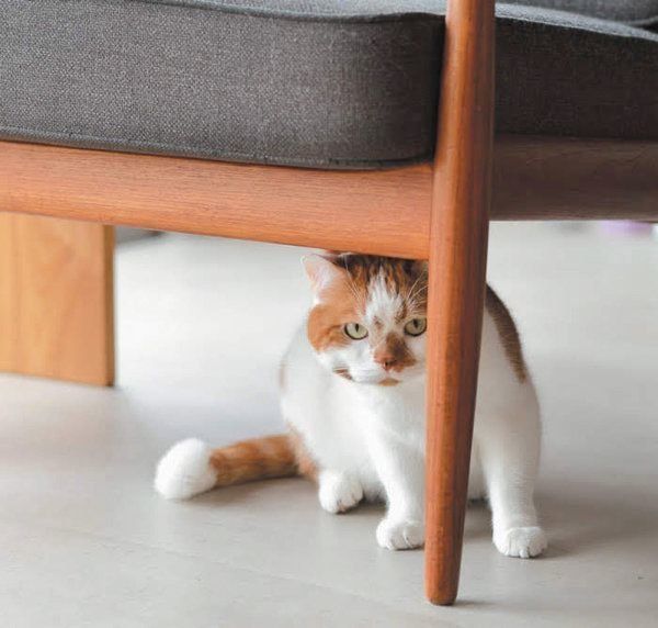 猫の性格