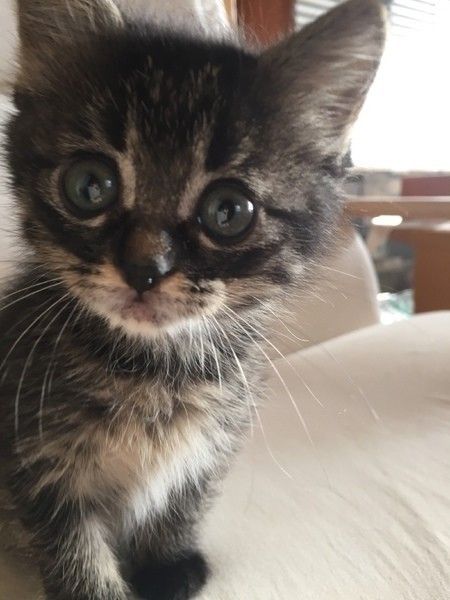 ももちゃん