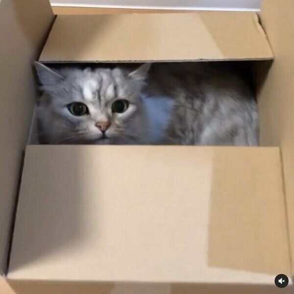ダンボールの中でまったりするぷる造くん
