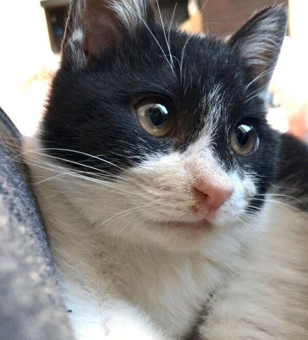 1才になったぼに助ちゃん