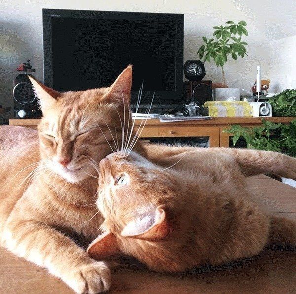 にこいち兄弟