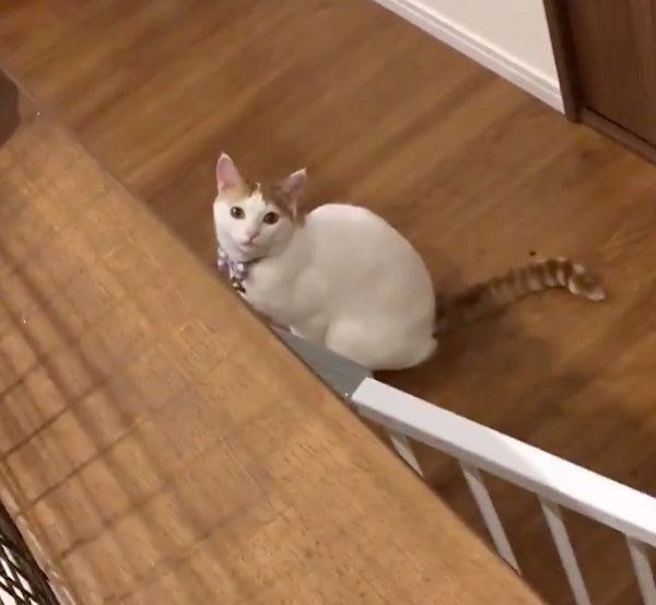 見つめる猫