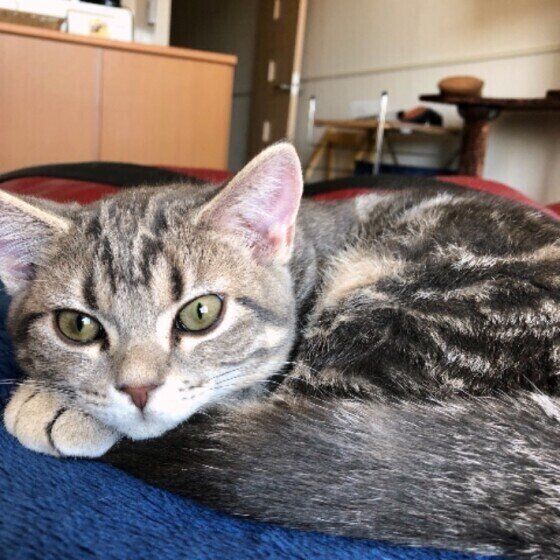 寝起きの猫
