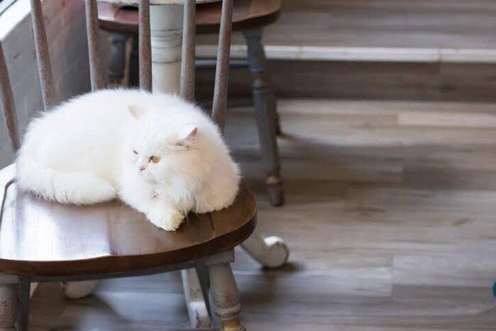 イスに座る猫