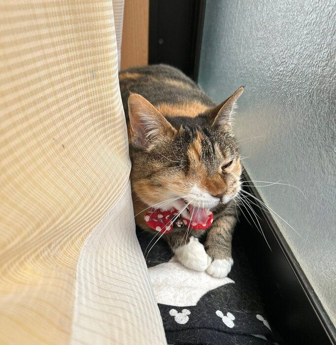 窓際であくびをする銀ちゃん
