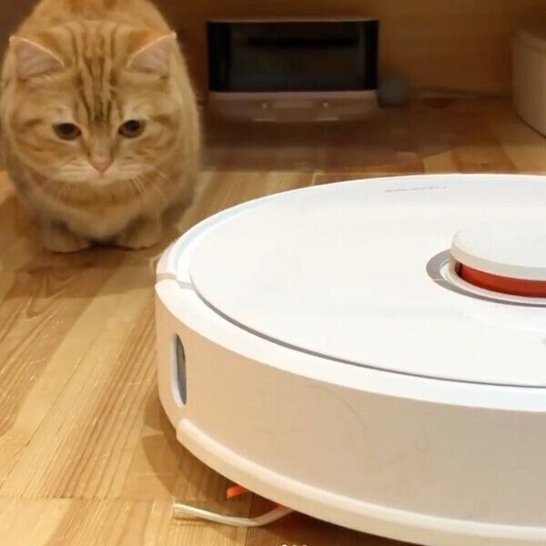 お掃除ロボットを見つめるぷてぃこちゃん